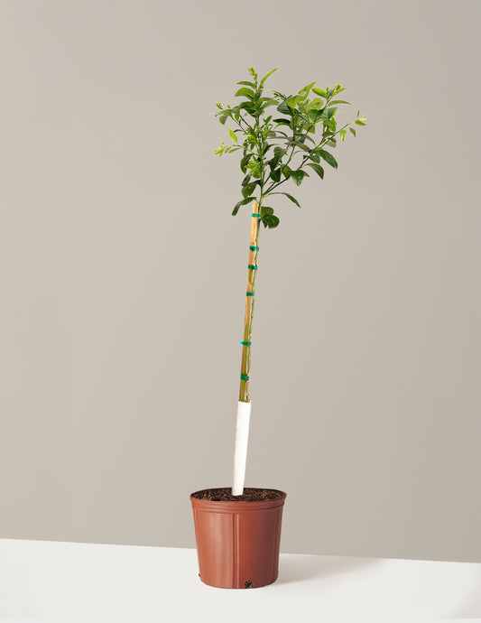 Improved Meyer Lemon Tree