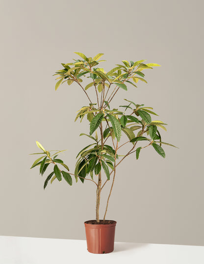 Japanese Loquat