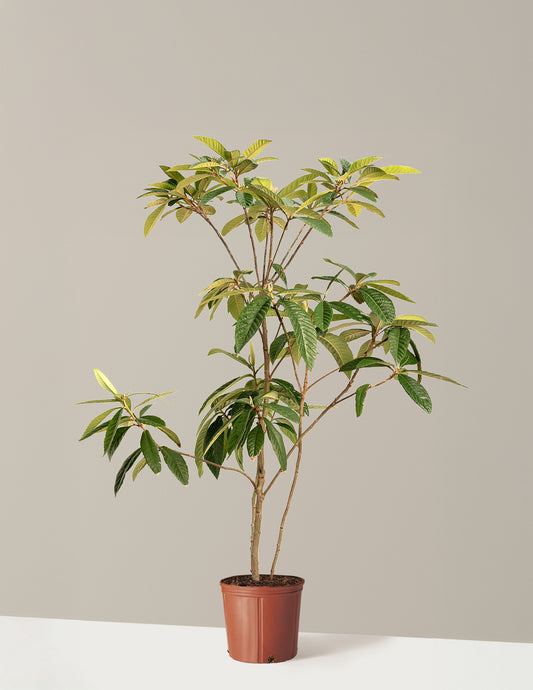 Japanese Loquat