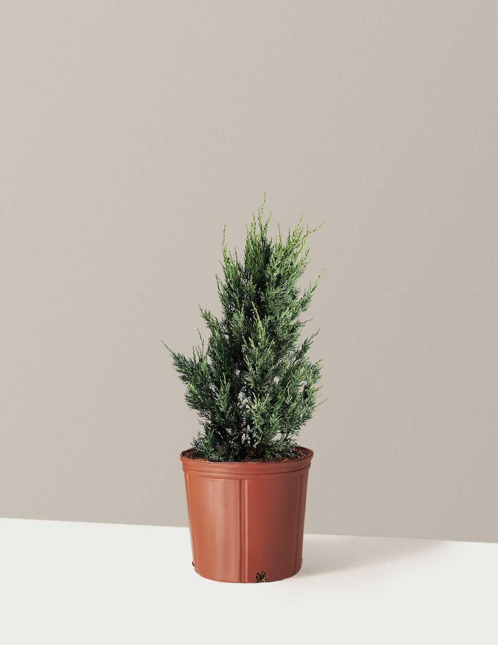 bundle | 1-2 ft. | Grow Pot
