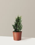 bundle | 1-2 ft. | Grow Pot