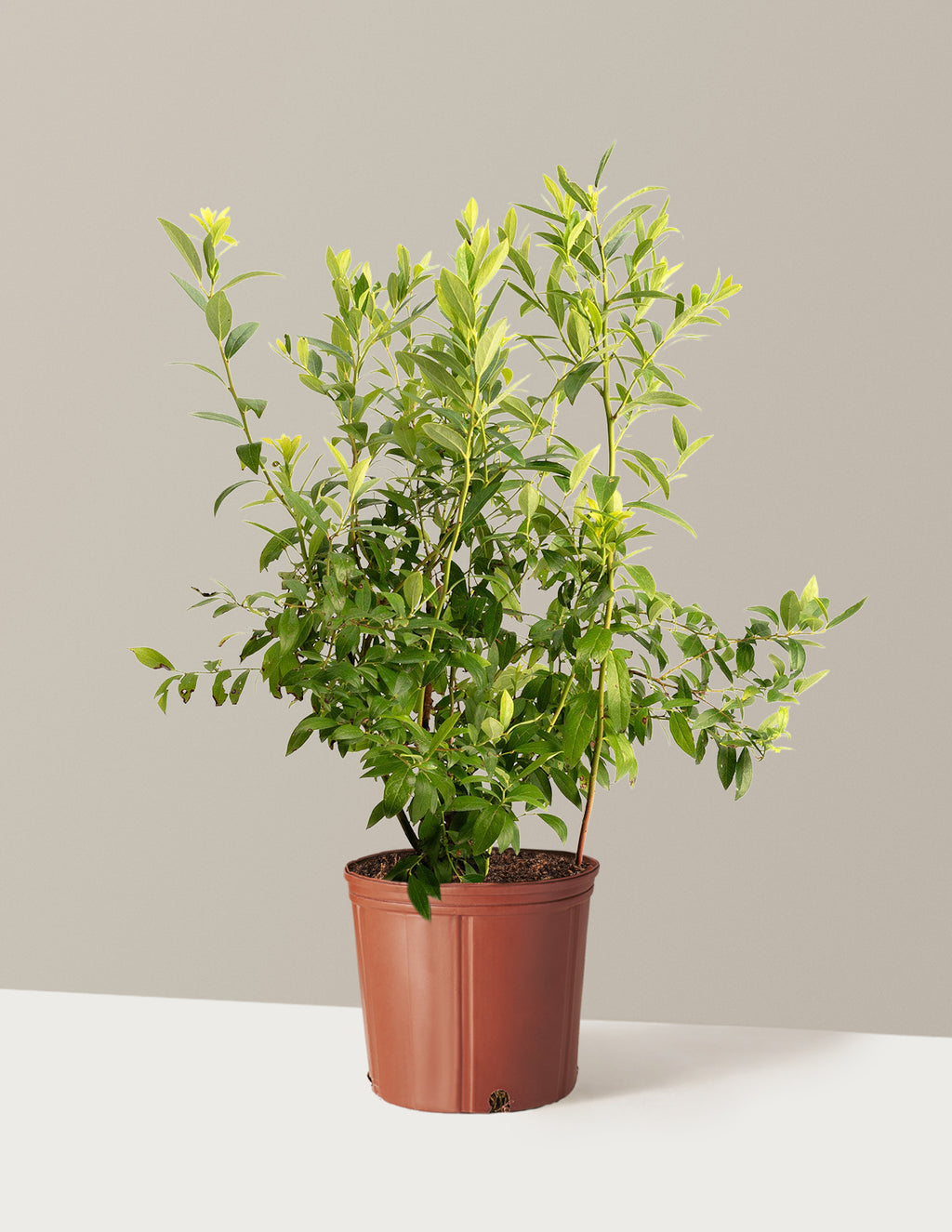 bundle | 3 Gallon - Single | Grow Pot
