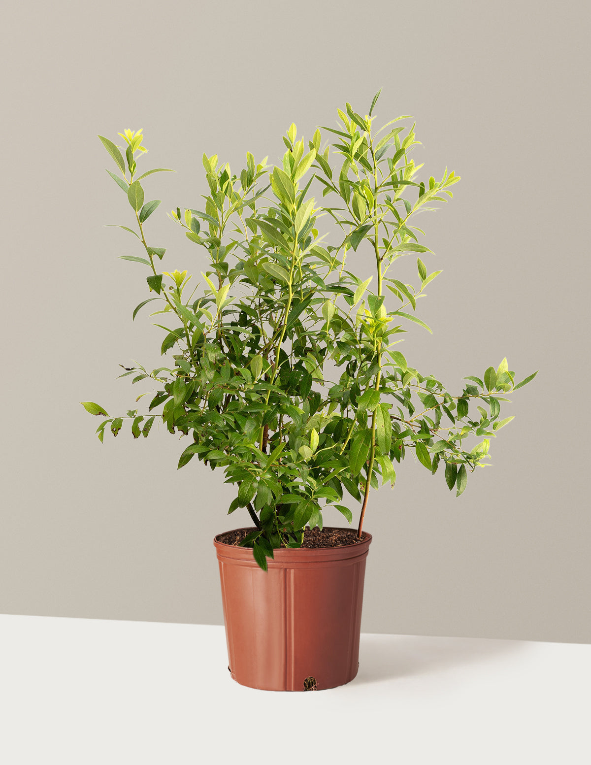 bundle | 3 Gallon - Single | Grow Pot