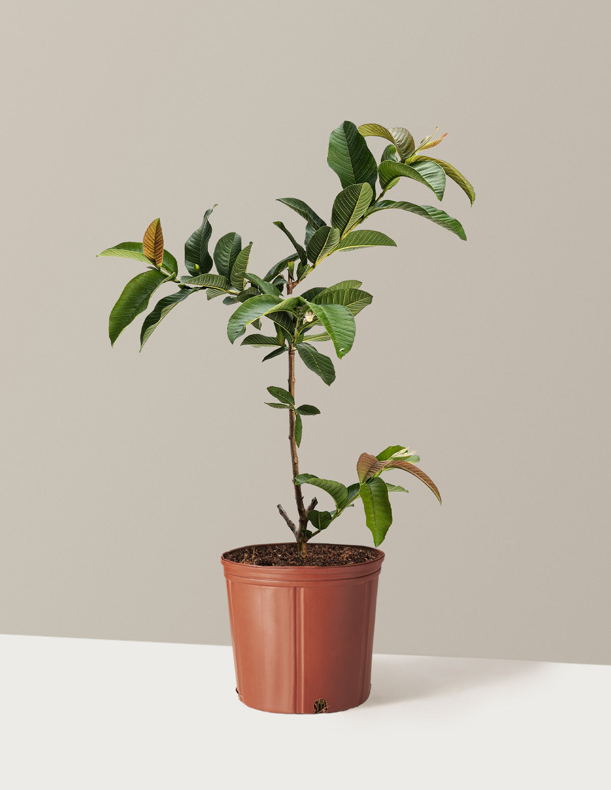 can you plant a guava tree in a pot Ruby Supreme Guava Tree