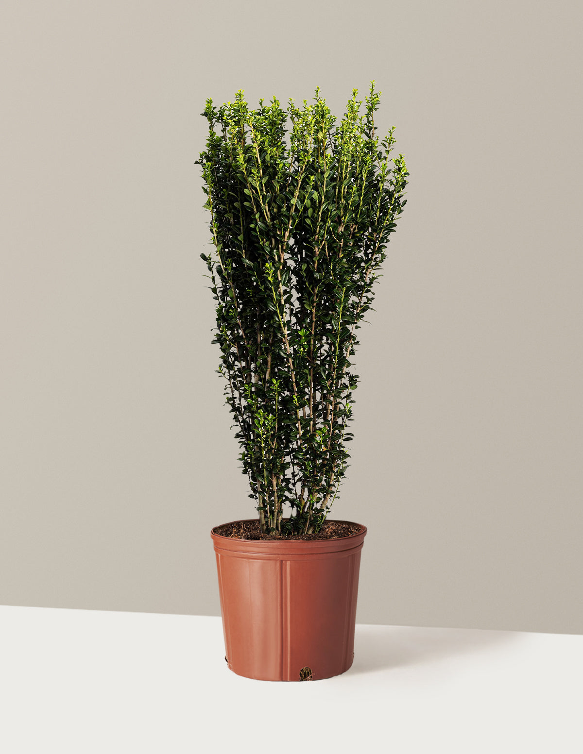 bundle | 2-3 ft. | Grow Pot