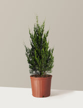 Spartan Juniper