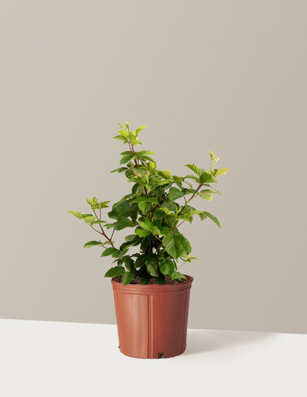 bundle | 3 Gallon | Grow Pot