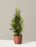 bundle | 3-4 ft. | Single | Grow Pot/Plastic
