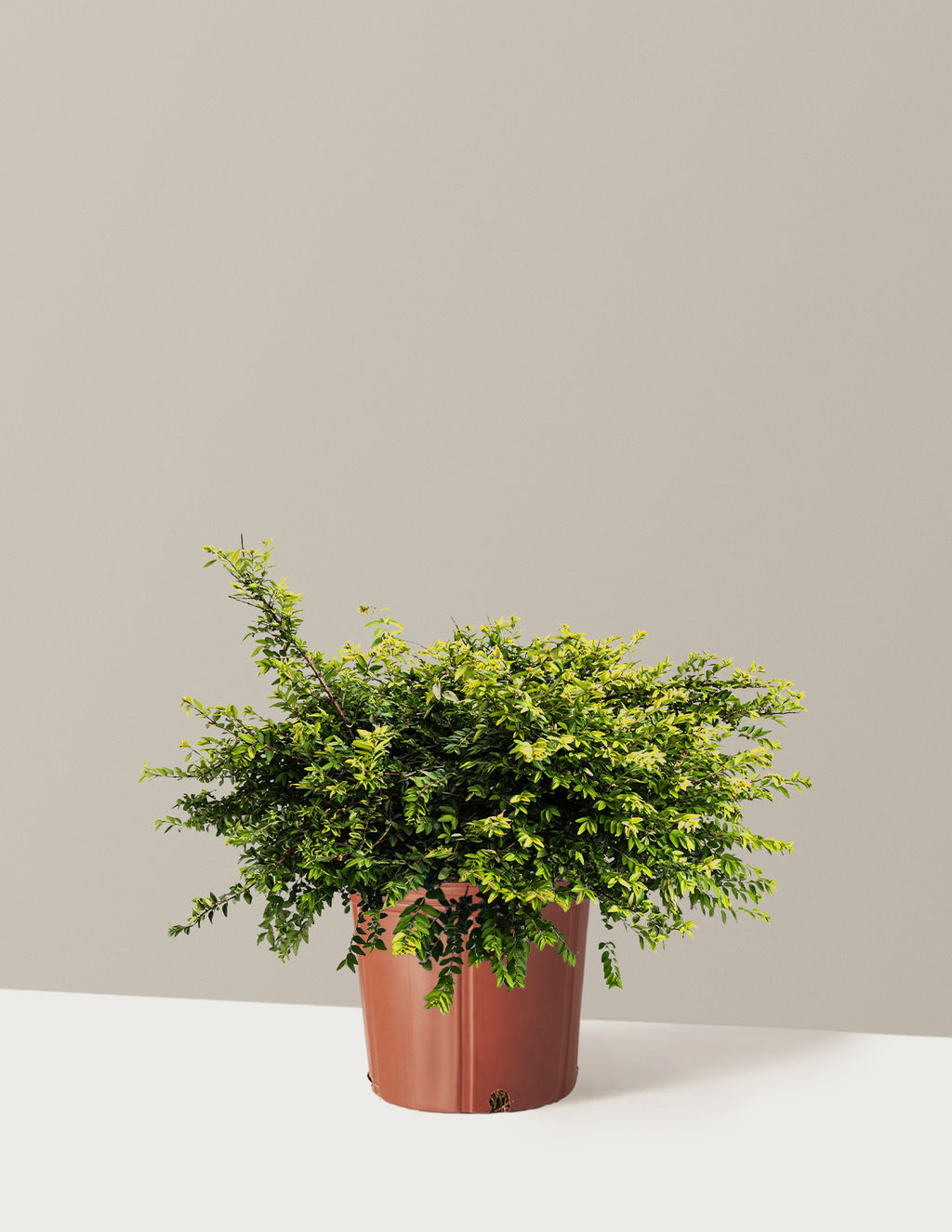 bundle | 3 Gallon | Grow Pot