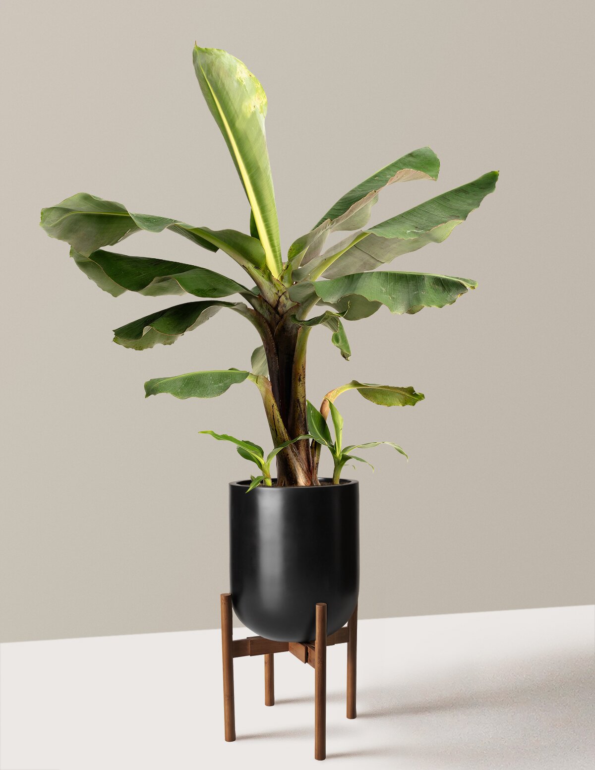 Truly Tiny Dwarf Banana Tree