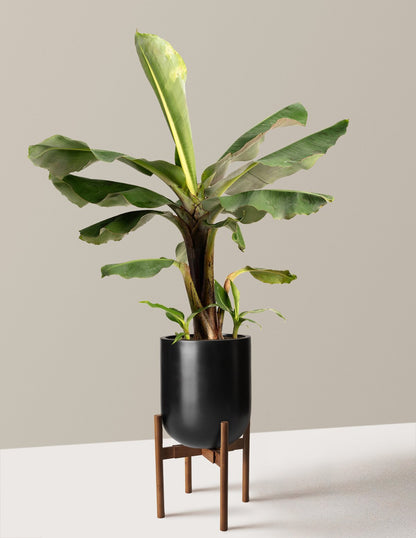Truly Tiny Dwarf Banana Tree