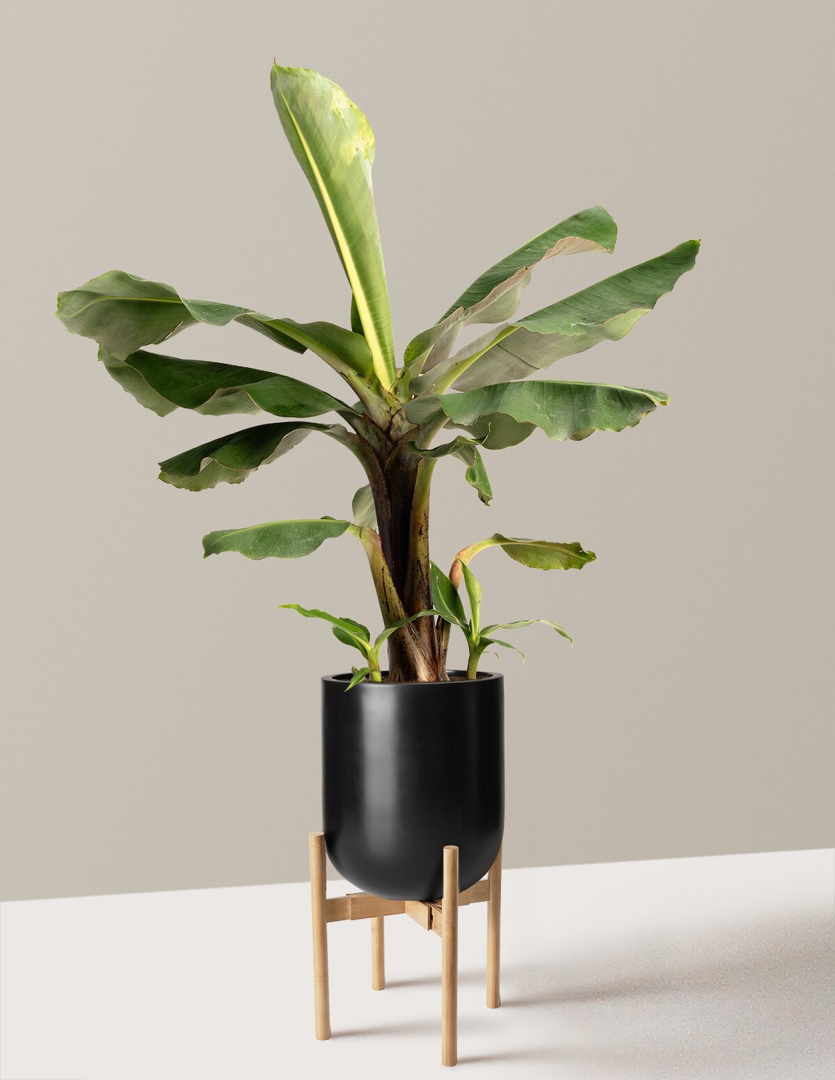 Truly Tiny Dwarf Banana Tree