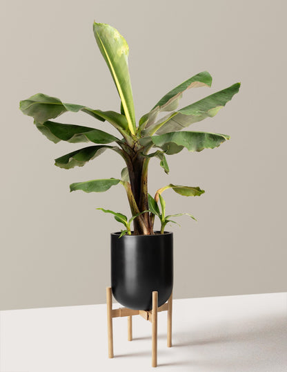 Truly Tiny Dwarf Banana Tree