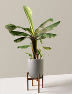Truly Tiny Dwarf Banana Tree