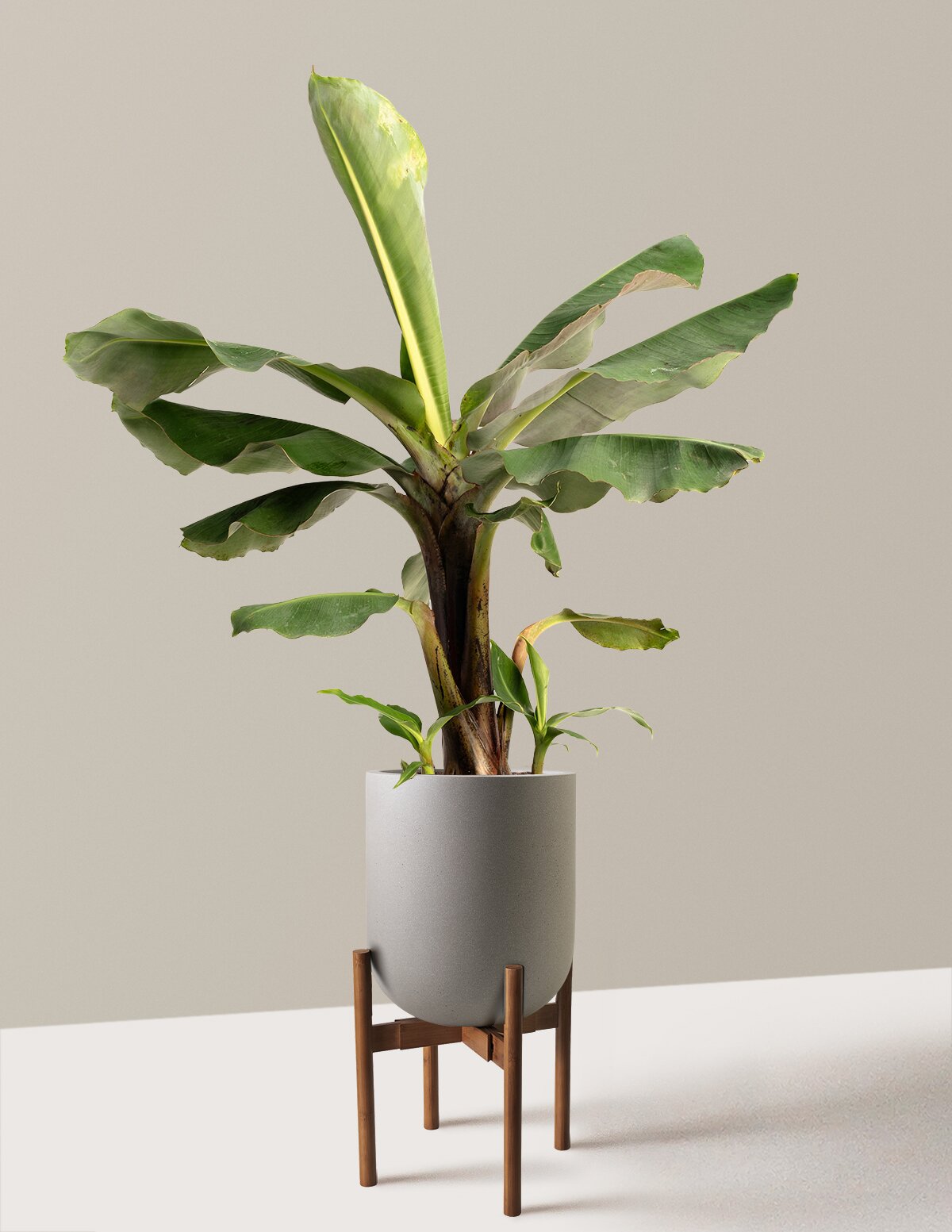 Truly Tiny Dwarf Banana Tree