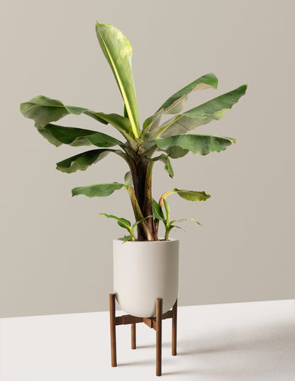 Truly Tiny Dwarf Banana Tree