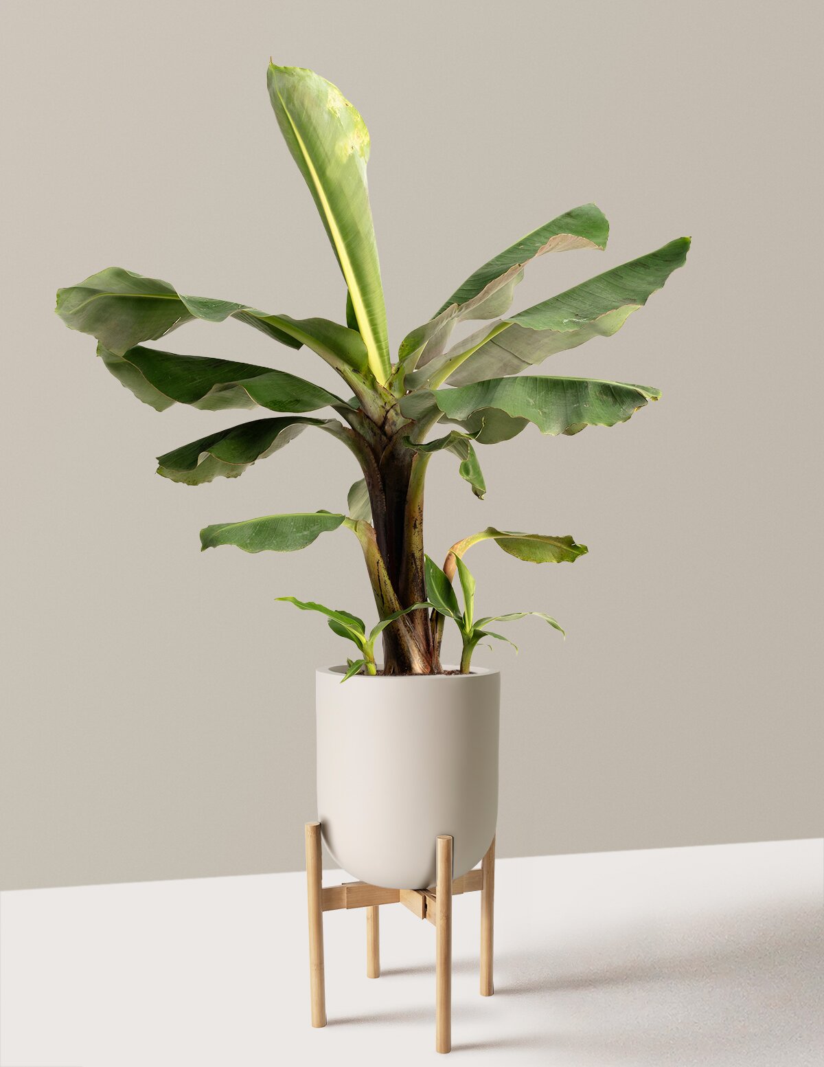 Truly Tiny Dwarf Banana Tree