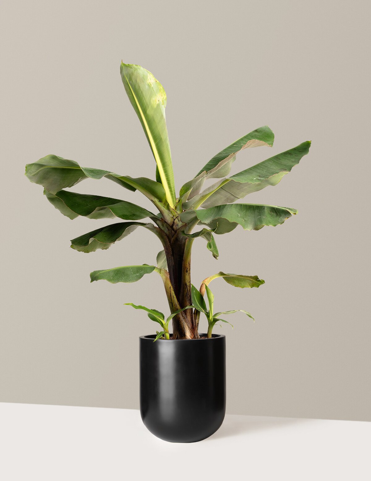 Truly Tiny Dwarf Banana Tree