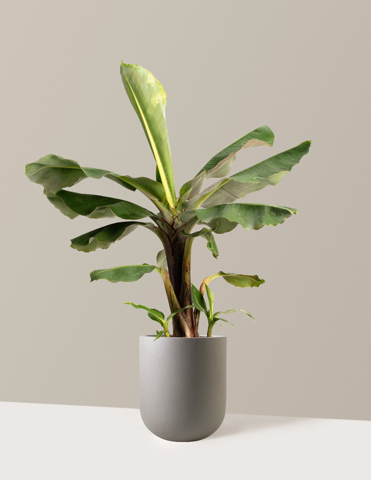 Truly Tiny Dwarf Banana Tree