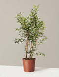 bundle | 3-4 ft. | Grow Pot