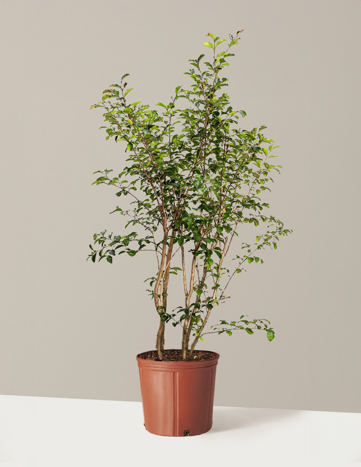 Tuscarora Crapemyrtle