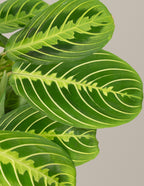 Lemon Lime Prayer Plant