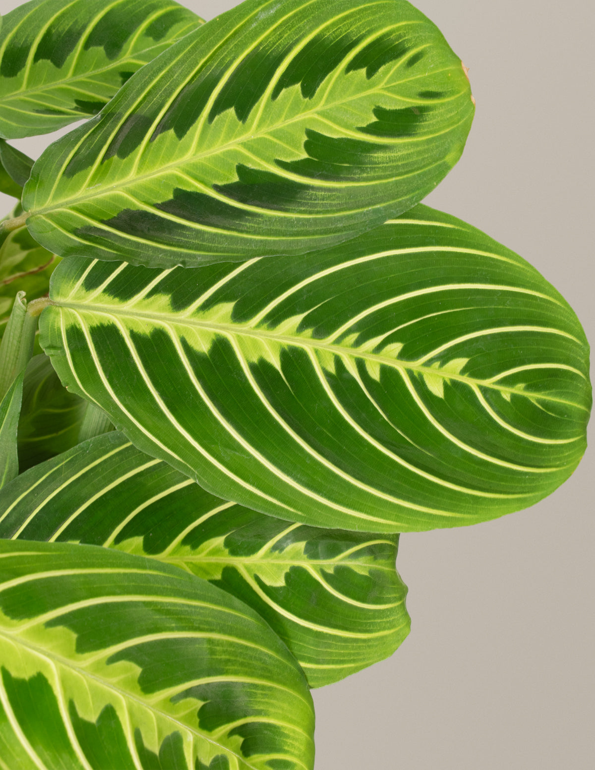 I Dig You Lemon Lime Prayer Plant