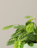 Lemon Lime Prayer Plant