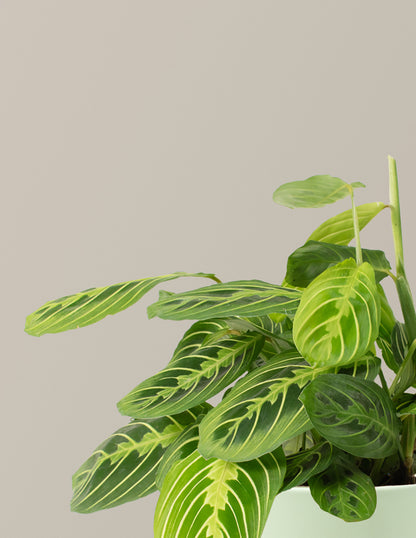 I Dig You Lemon Lime Prayer Plant
