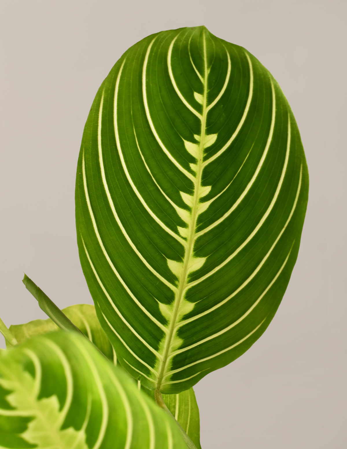 I Dig You Lemon Lime Prayer Plant