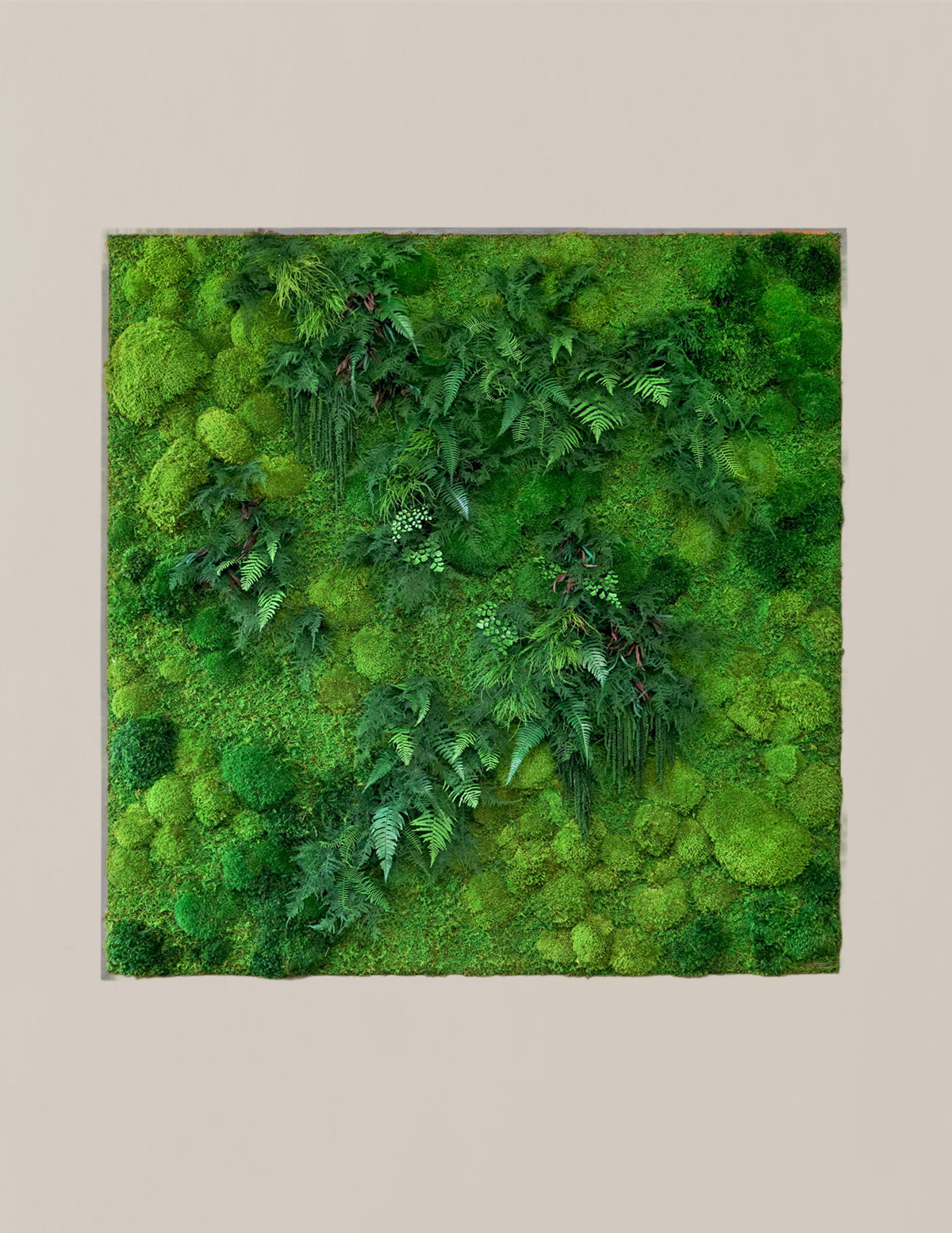 Giant Preserved Living Wall