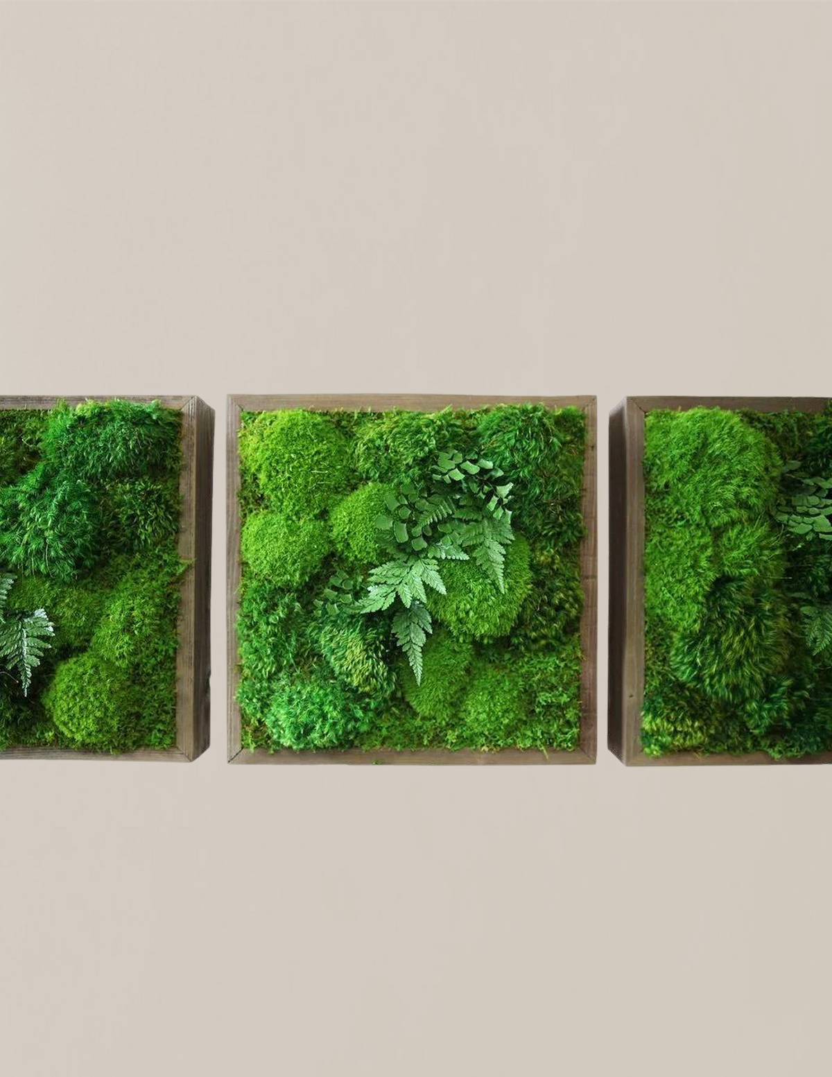 Small Preserved Living Wall