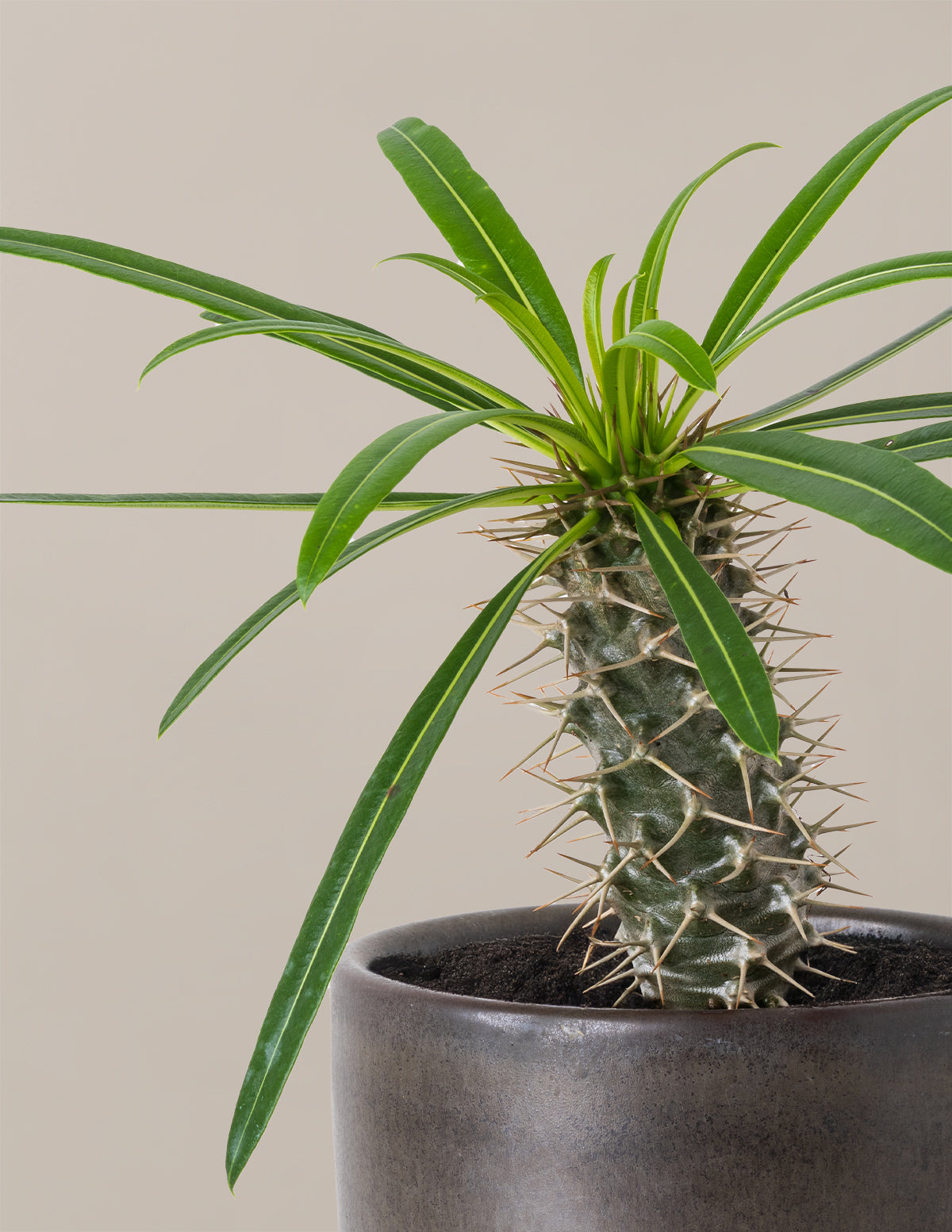 Madagascar Palm