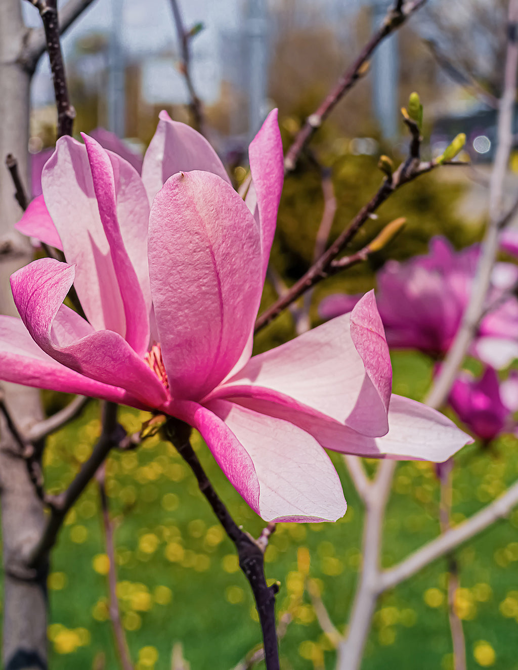 Jane Magnolia