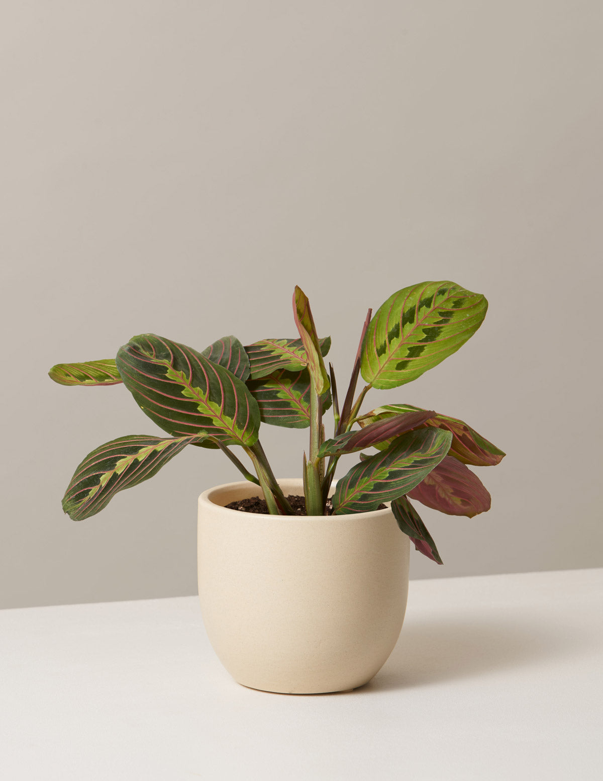 Maranta Red
