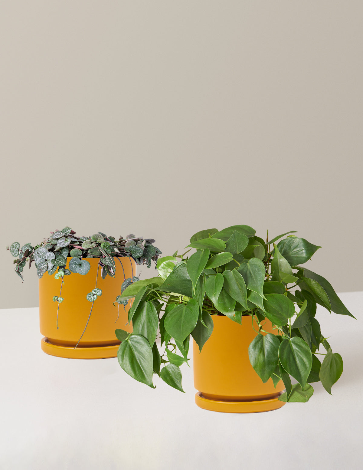 bundle | Medium | Isabella | Mustard