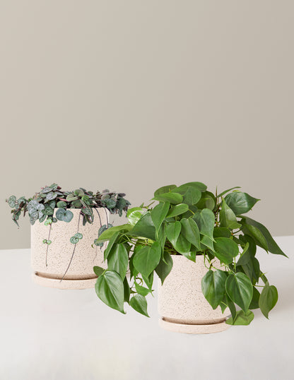 indoor trailing plant with heart shaped leaves Trailing Hearts Duo | Houseplants Safe for Pets Delivery