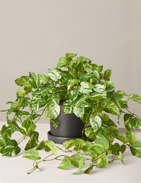 velvet pothos Artificial Pothos Plant