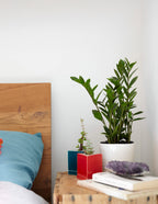 ZZ Plant