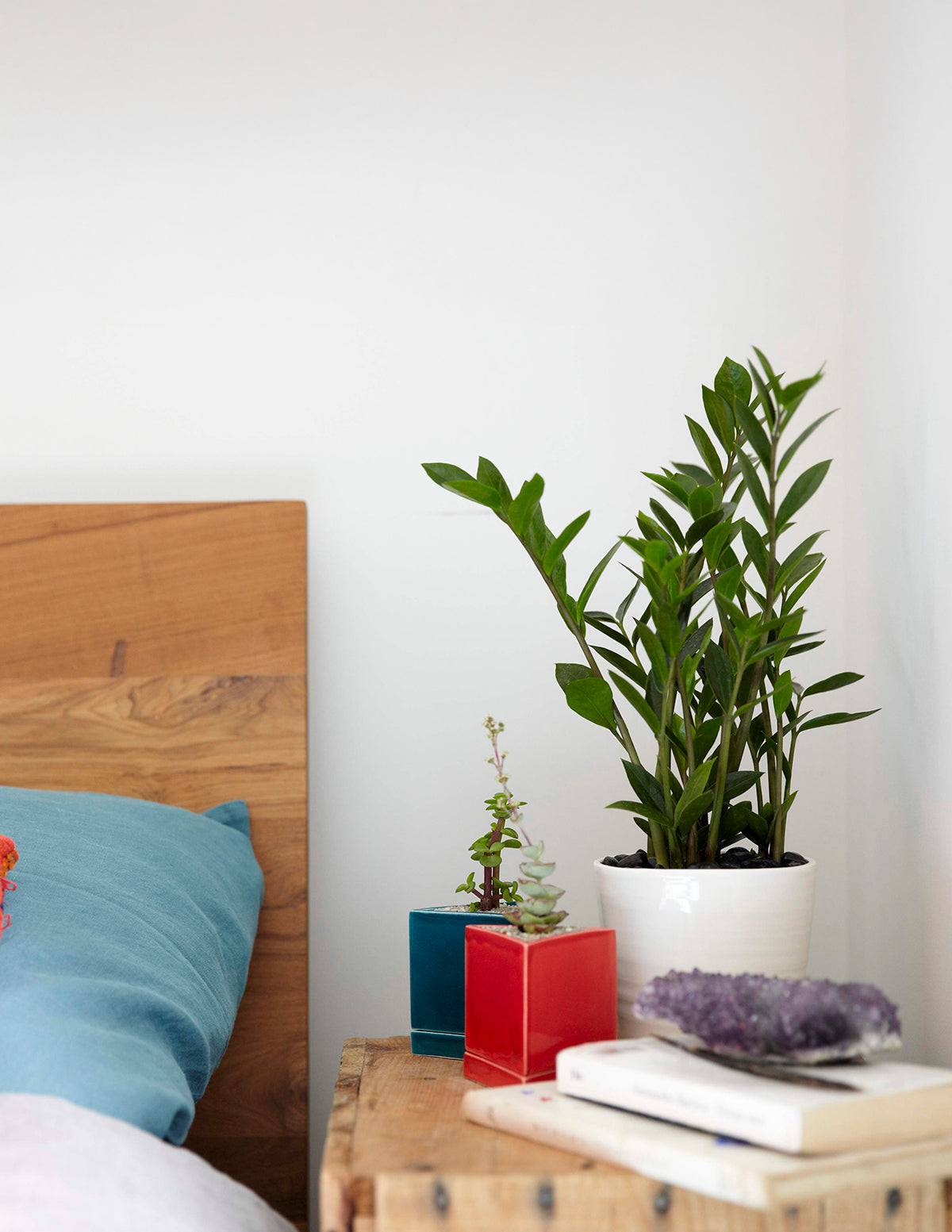 ZZ Plant