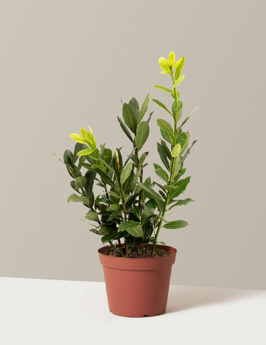 Bay Laurel