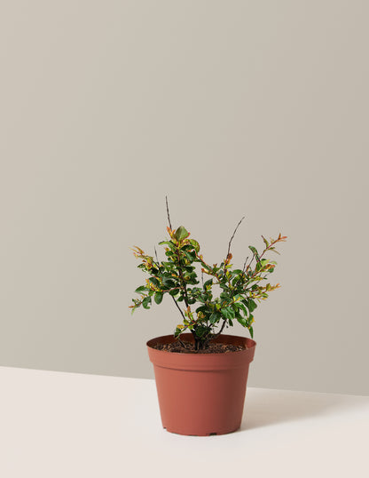 Bellini® Raspberry Crape Myrtle | The Sill