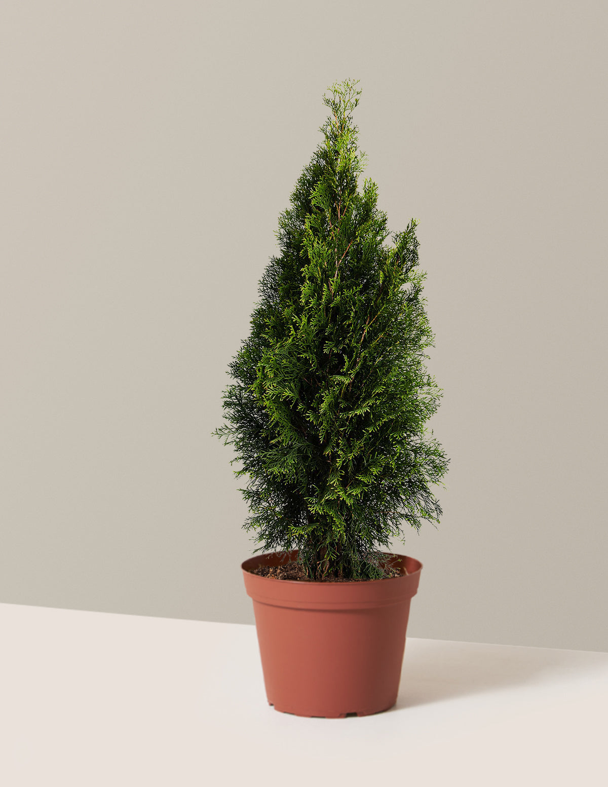 Emerald Green Arborvitae
