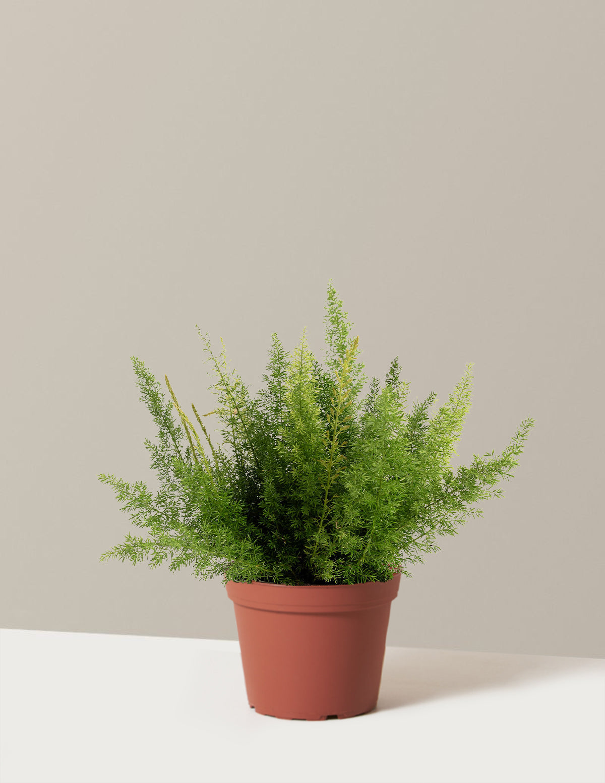 foxtail indoor plant Foxtail Fern
