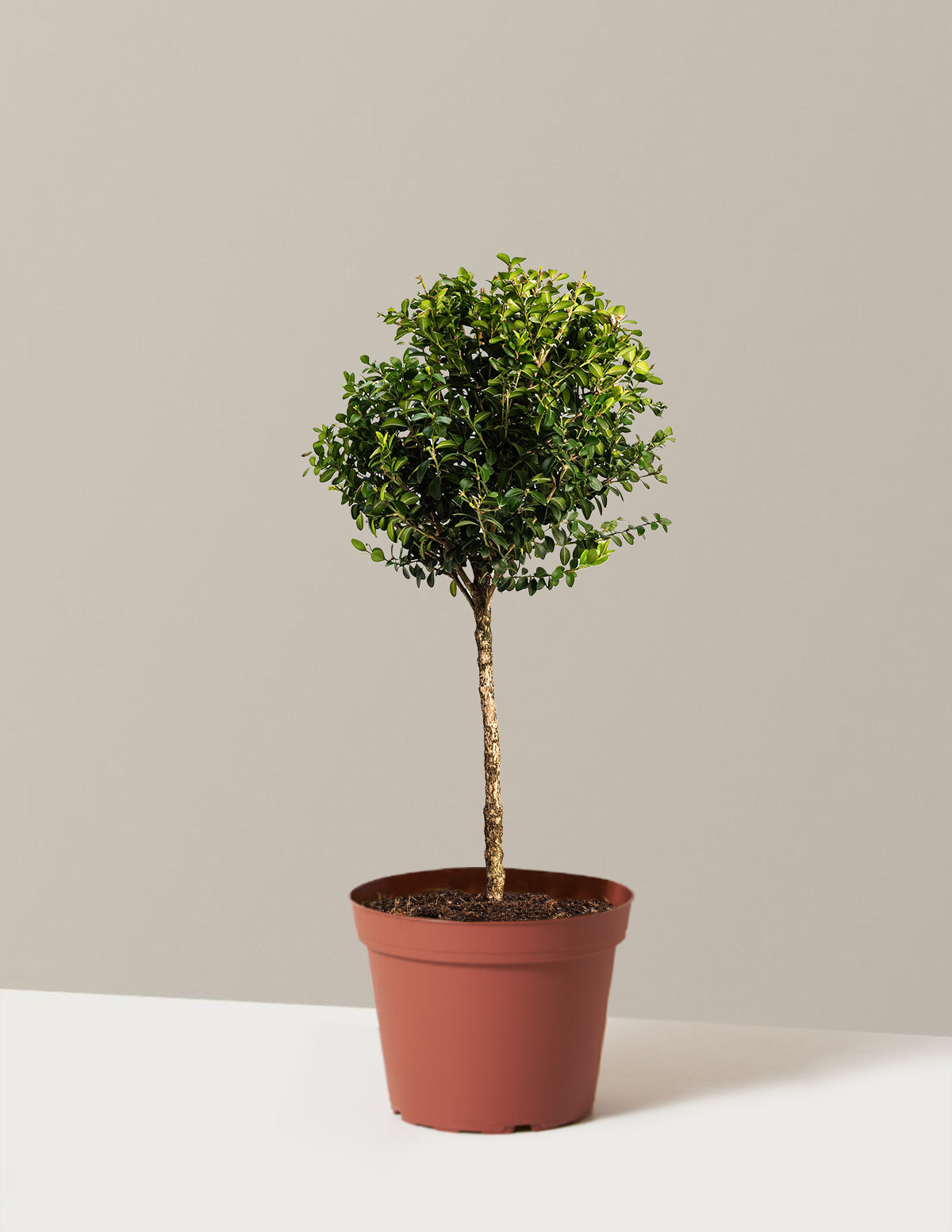 Green Mountain Topiary Boxwood (Ball)