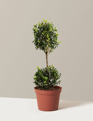 Green Mountain Topiary Boxwood (Ball)