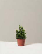 bundle | 1 Gallon | Grow Pot