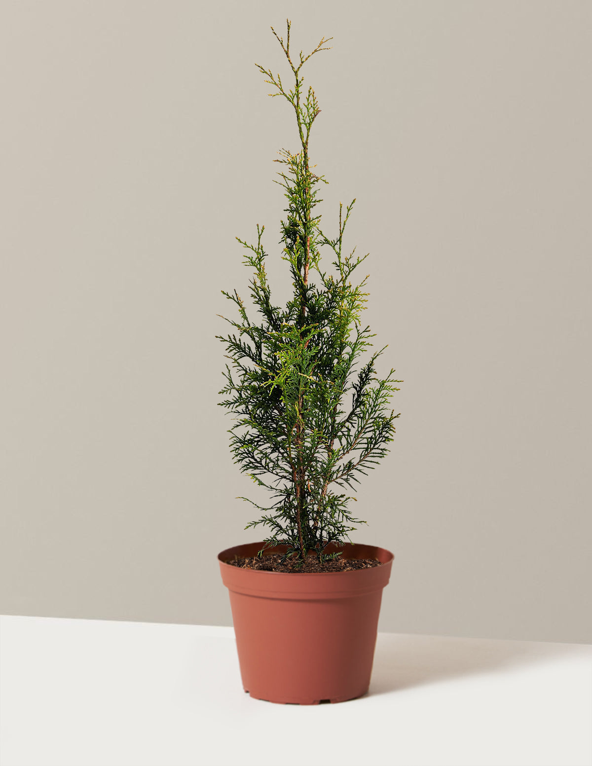 Junior Giant Thuja Tree