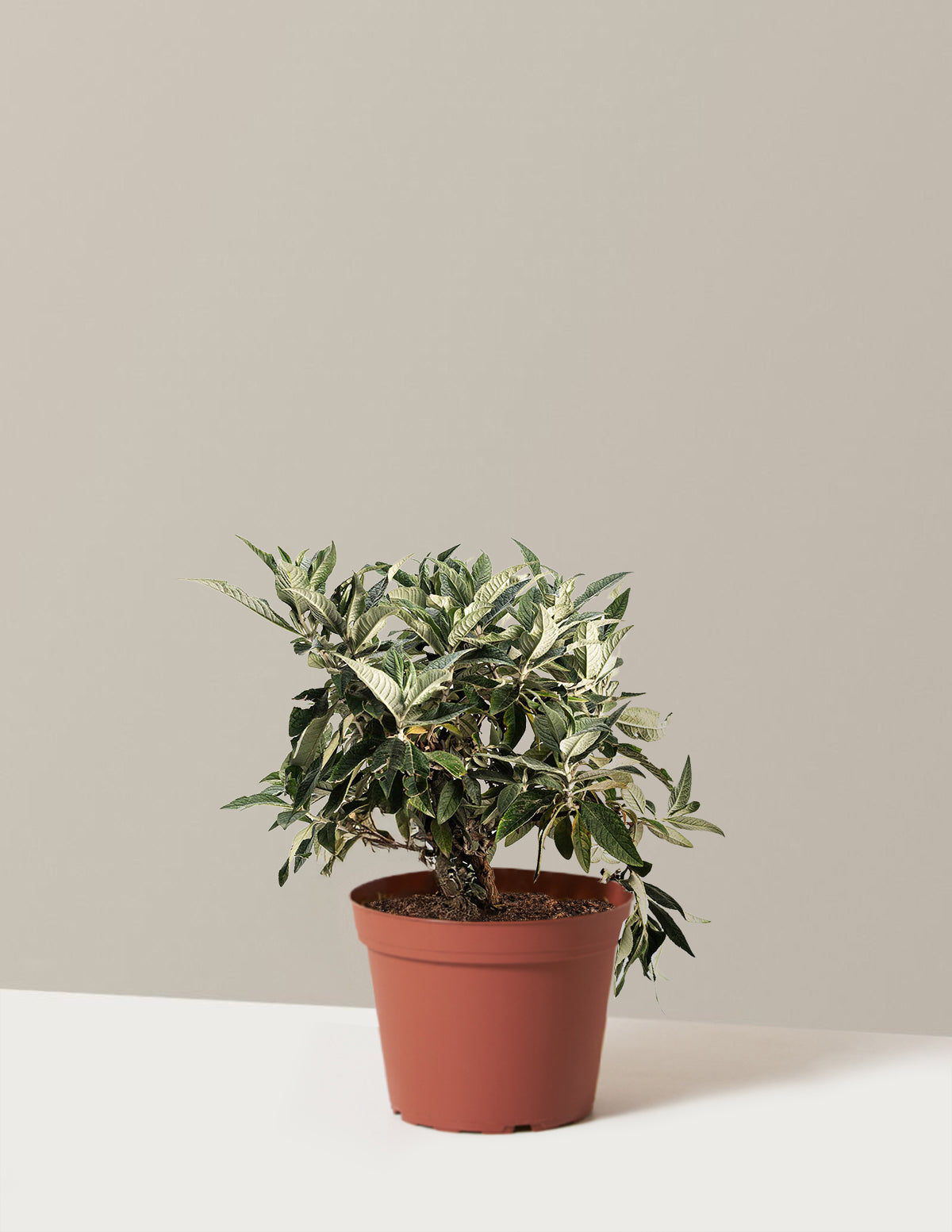 bundle | 2 Gallon
