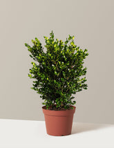 Wintergreen Boxwood